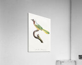 Different types of mollusks Acrylic Print