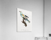 Abyssinian roller male  Acrylic Print