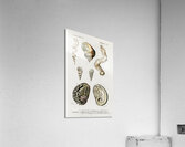 Different types of mollusks Acrylic Print