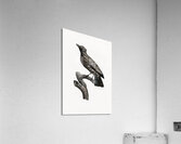 Paradise crow male  Acrylic Print