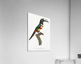 Black-necked Aracari  Acrylic Print
