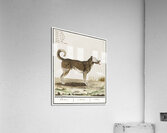 Dog in vintage style Acrylic Print
