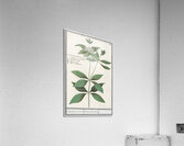 Silk plant in vintage style Acrylic Print