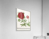 Peony and anemone in vintage style Acrylic Print