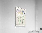 Iris in vintage style Acrylic Print