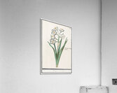 Iris in vintage style Acrylic Print