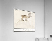 Reindeer in vintage style Acrylic Print