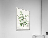 Cleavers plant in vintage style Acrylic Print