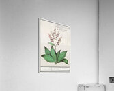 Black carrot flower Acrylic Print