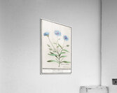 Blue strawflower in vintage style Acrylic Print
