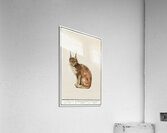 Lynx in vintage style Acrylic Print