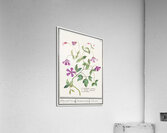 Clematis in vintage style Acrylic Print