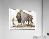 Wisent in vintage style Acrylic Print