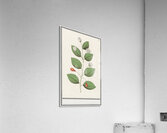 Myrtle family in vintage style Acrylic Print