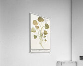 Mansoor flower in vintage style Acrylic Print