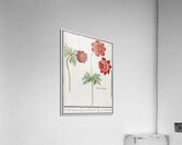 Peony and anemone in vintage style Acrylic Print