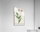 Centaury flower in vintage style Acrylic Print
