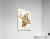 Deer head in vintage style Acrylic Print