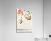 Mushrooms in vintage style Impression acrylique