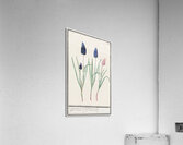 Grape hyacinth in vintage style Acrylic Print