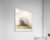 Grape hyacinth in vintage style Acrylic Print