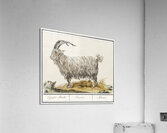 Goat in vintage style Acrylic Print