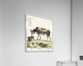 Cow in vintage style Acrylic Print