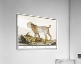 Lynx in vintage style Acrylic Print