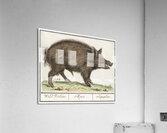 Wild boar in vintage style Acrylic Print