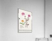 Pink flower and marigold in vintage style Acrylic Print