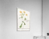 Chrysanths in vintage style Acrylic Print