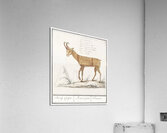 Chamois in vintage style Acrylic Print