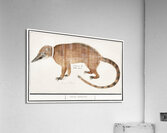Coatimundi in vintage style Acrylic Print