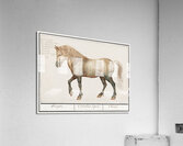 Horse in vintage style Acrylic Print