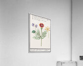 Viola daffodil and marigold Acrylic Print