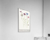 Cornflower in vintage style Acrylic Print