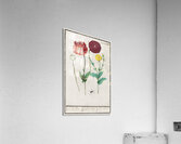 Poppy in vintage style Acrylic Print