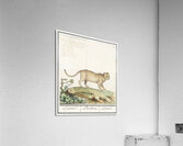 Leopard in vintage style Acrylic Print