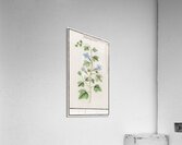 Bell flower in vintage style Acrylic Print