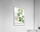 Unknown plant in vintage style Acrylic Print