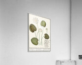 Water lily in vintage style Acrylic Print