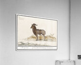 Ibex in vintage style Acrylic Print