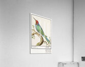 Ibex in vintage style Acrylic Print