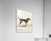 Dog in vintage style Acrylic Print