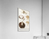 Mushrooms in vintage style Acrylic Print