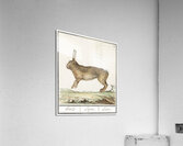 Hare in vintage style Acrylic Print