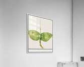 Green foliage in vintage style Acrylic Print