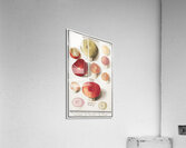 Mushrooms in vintage style Acrylic Print