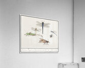 Dragonflies in vintage style Acrylic Print