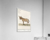 Mule in vintage style Acrylic Print